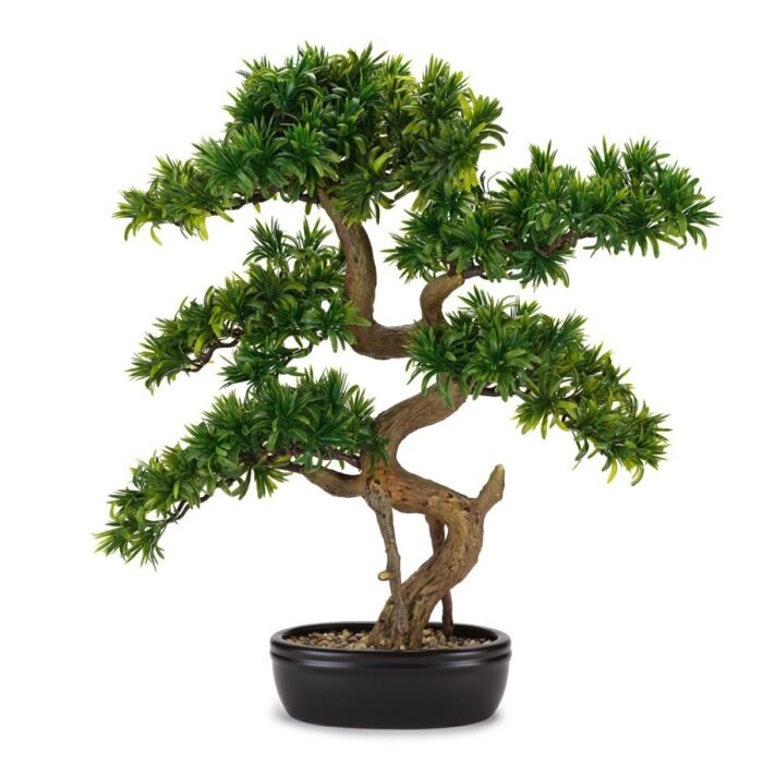 BONSAI TASSO GIAPPONESE 62x71 - C/VASO CERAMICA FLOWERS - HENRIETTE - D18966