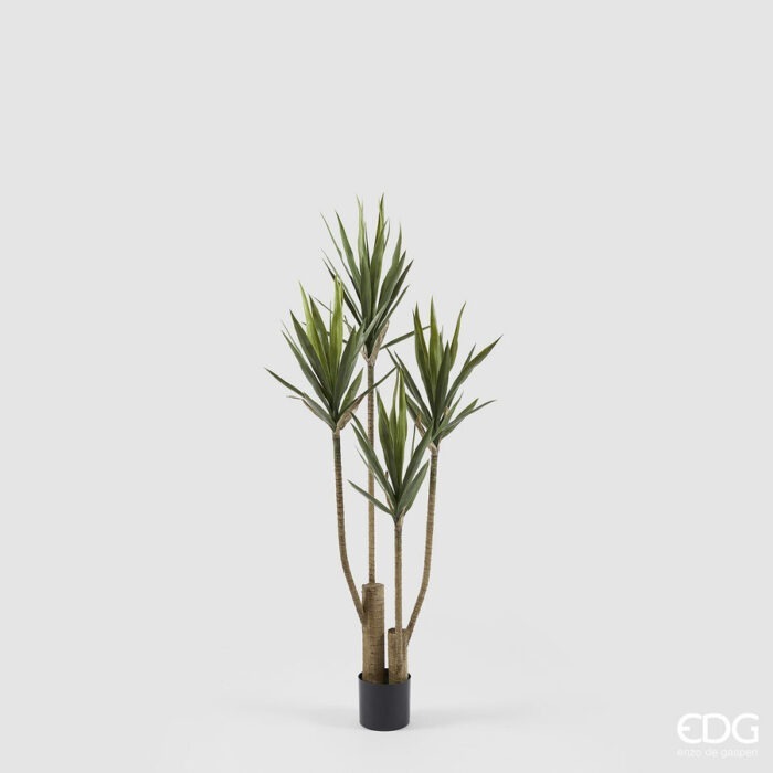 YUCCA