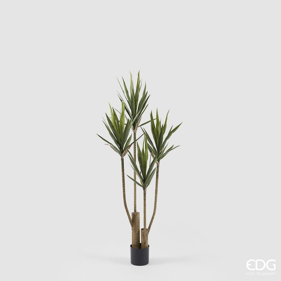 YUCCA