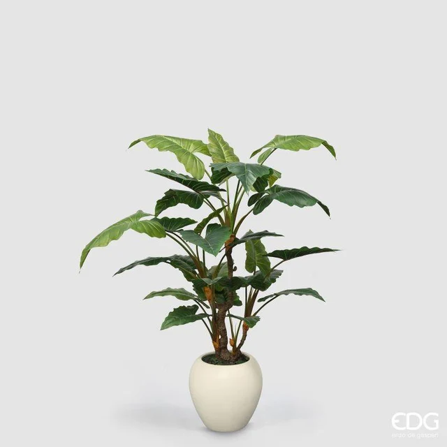 Alocasia Vogue